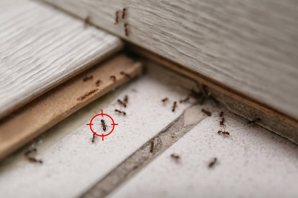 Best Pest Removal Services  in Dawsonville, GA