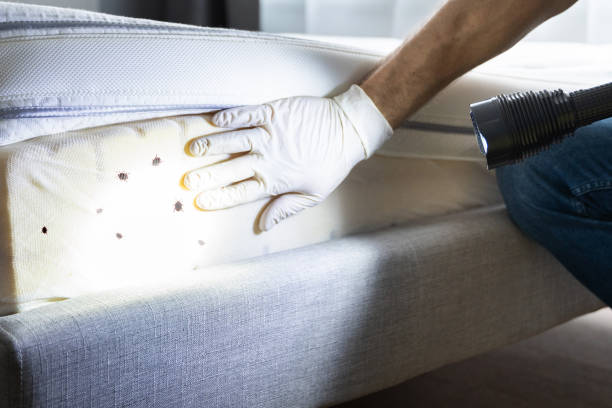 Best Emergency Pest Control  in Dawsonville, GA