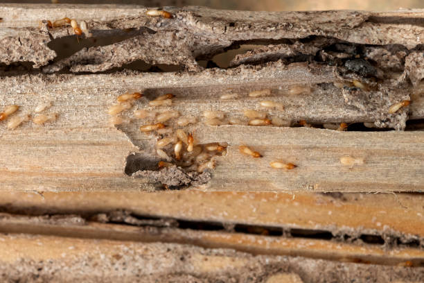 Best Emergency Pest Control  in Dawsonville, GA